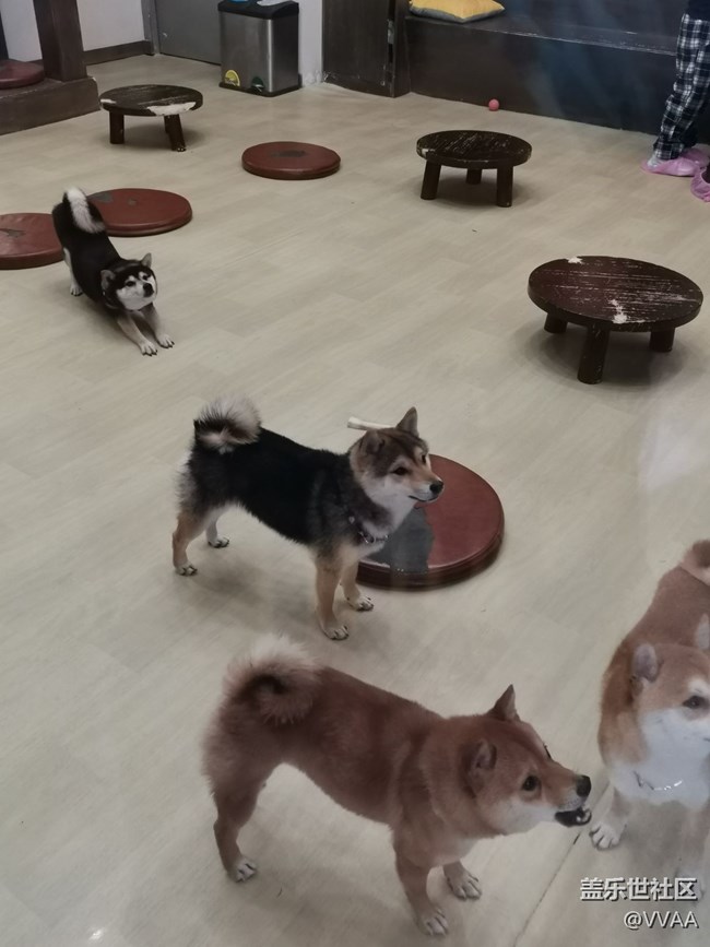 【可愛的它】+豆柴