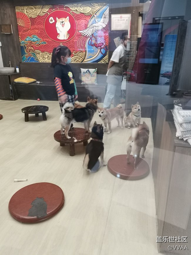 【可愛的它】+豆柴