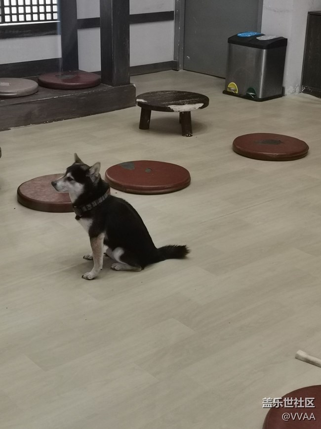 【可愛的它】+豆柴