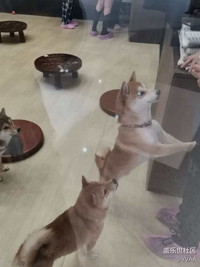 【可愛的它】+豆柴