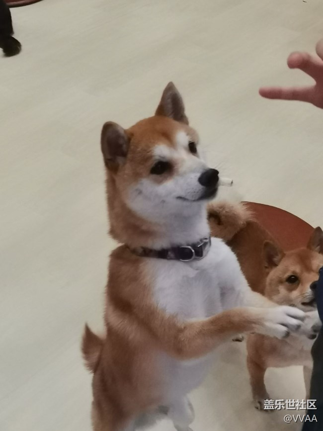 【可愛的它】+豆柴