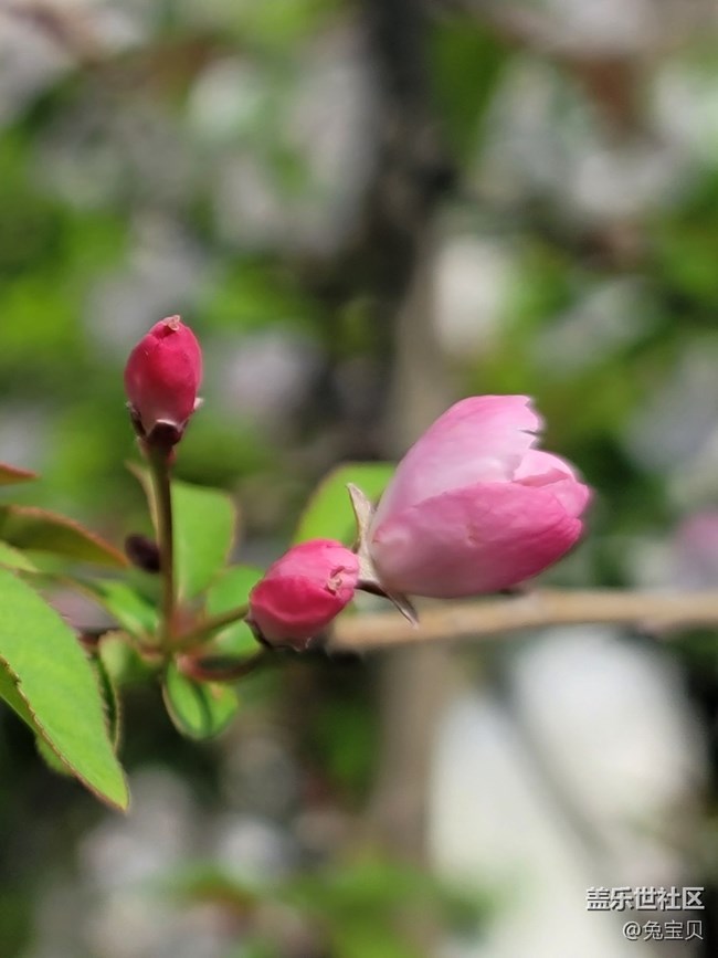 #春天來了——雨后