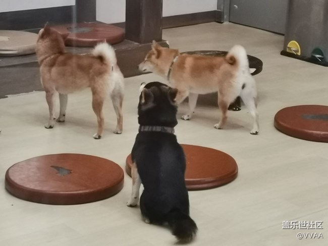 【可愛的它】+豆柴