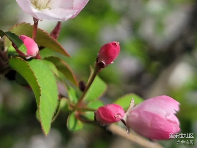 #春天來了——雨后