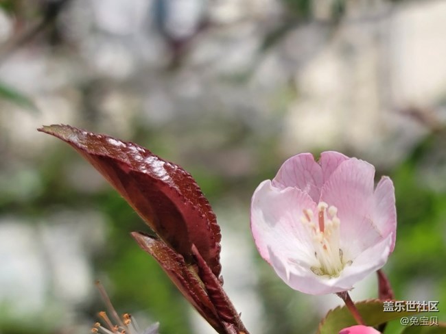 #春天來了——雨后