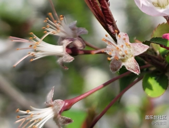 #春天來了——雨后