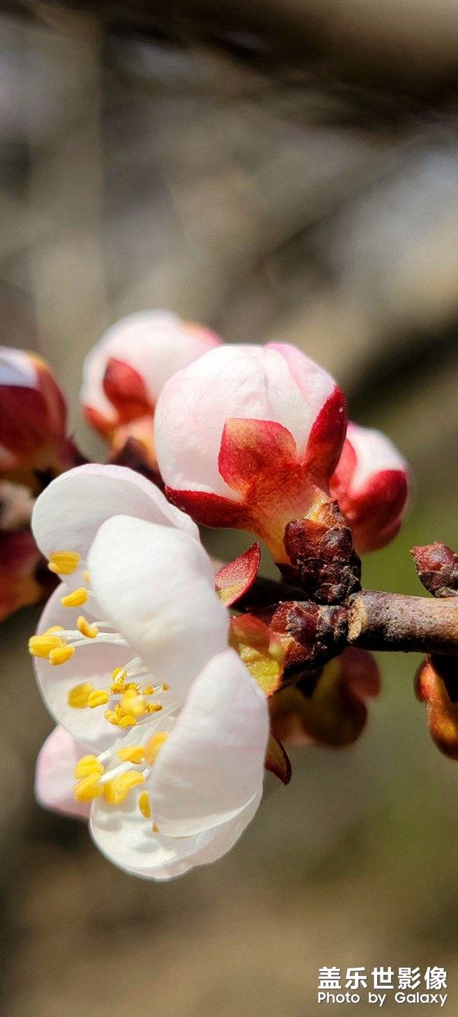 《每周星鮮事》 第101期:隨手拍好春光 抽取春日好禮