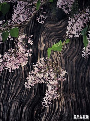 大覺寺