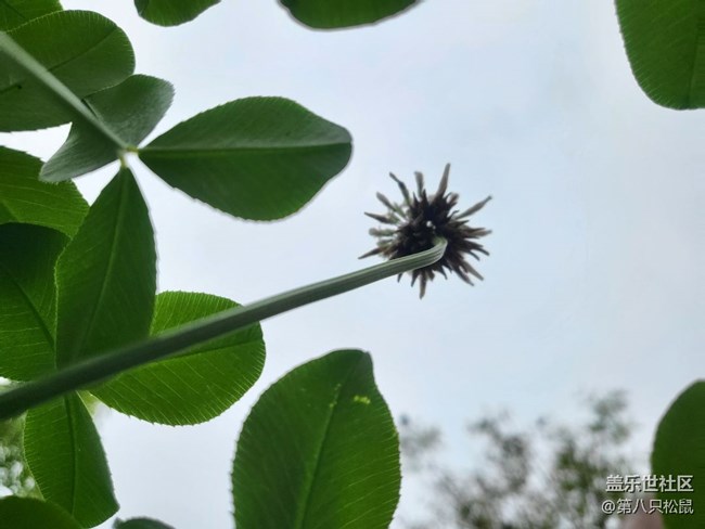 剛買的flip3，一直沒有機(jī)會(huì)試試相機(jī)功能。