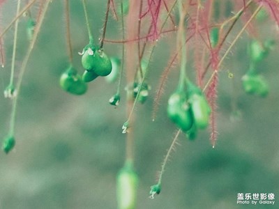 青蔥歲月