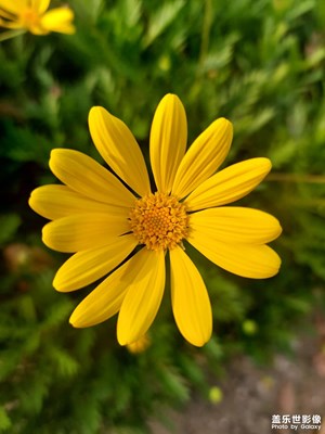 黃金菊