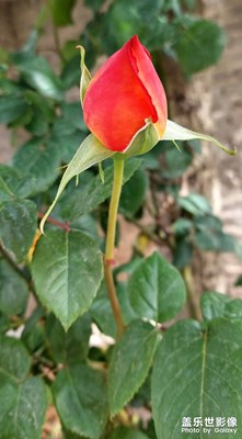 花容芳自在