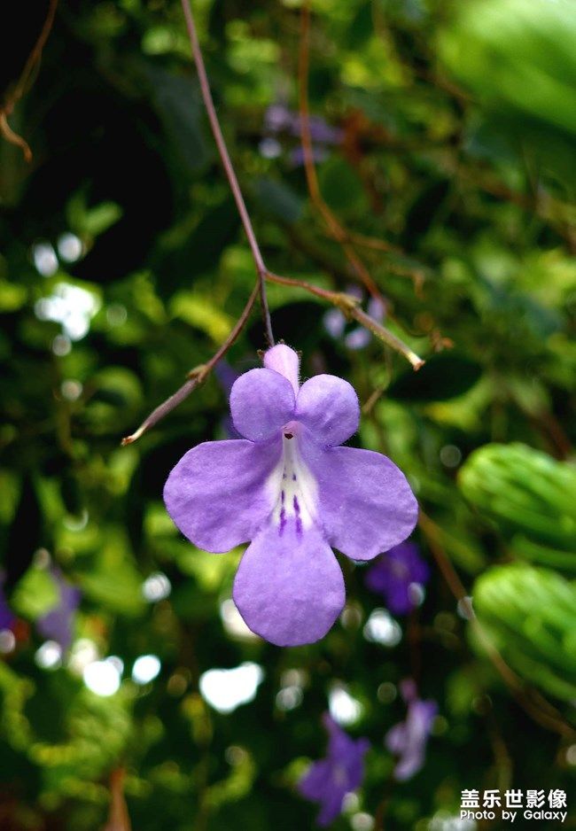 《每周星鮮事》 第101期:隨手拍好春光 抽取春日好禮