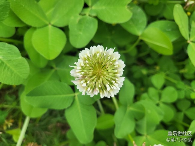 剛買的flip3，一直沒有機(jī)會(huì)試試相機(jī)功能。