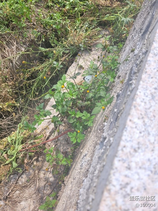 【可愛的它】小蝴蝶