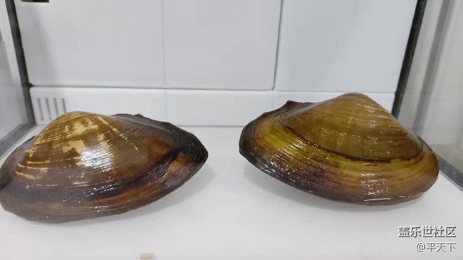 【可愛的它】河蚌靜享安逸舒適的生活