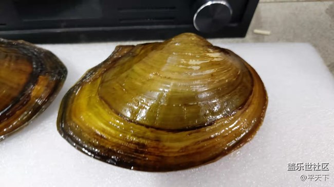 【可愛的它】河蚌靜享安逸舒適的生活