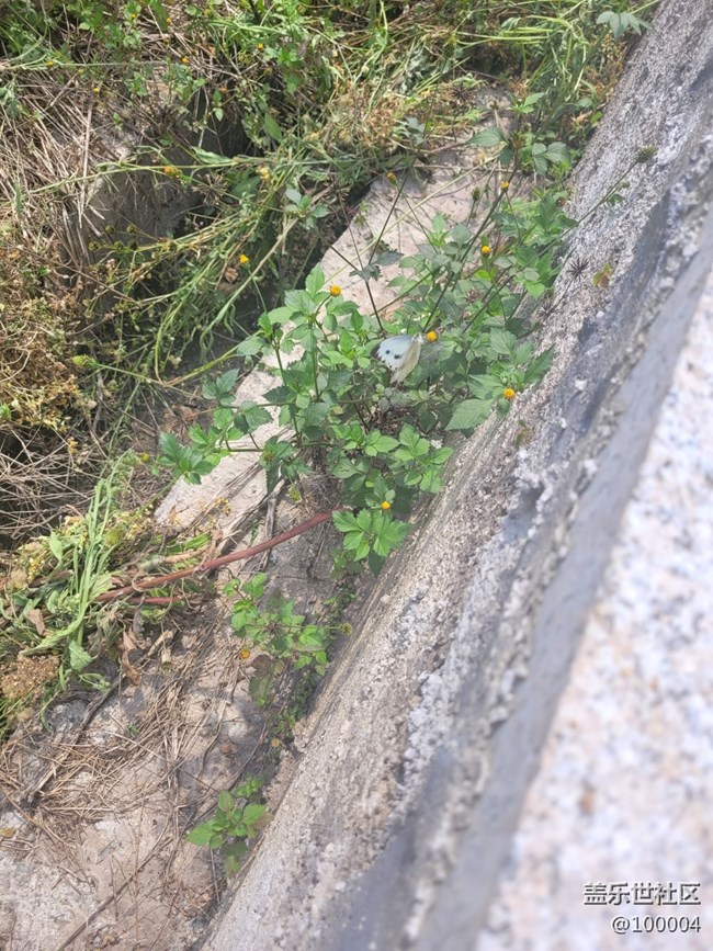 【可愛的它】小蝴蝶