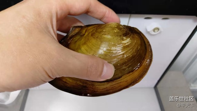 【可愛的它】河蚌靜享安逸舒適的生活