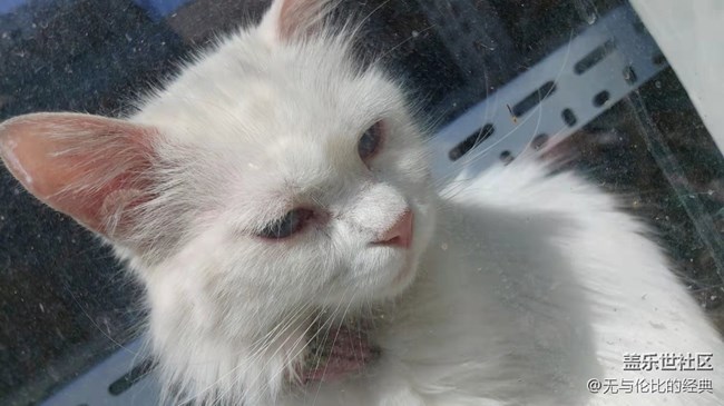 【可爱的它】白如雪的可爱猫咪