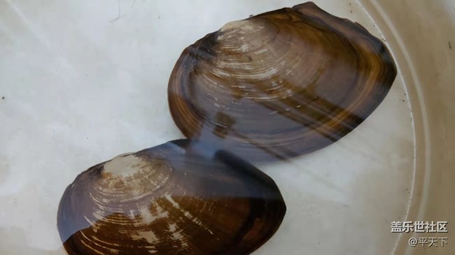 【可愛的它】河蚌靜享安逸舒適的生活