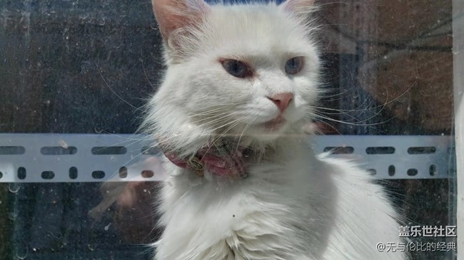 【可愛的它】白如雪的可愛貓咪