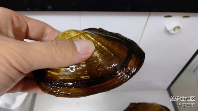 【可愛的它】河蚌靜享安逸舒適的生活