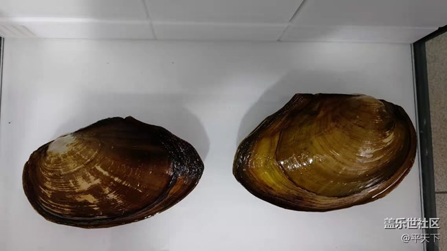 【可愛的它】河蚌靜享安逸舒適的生活