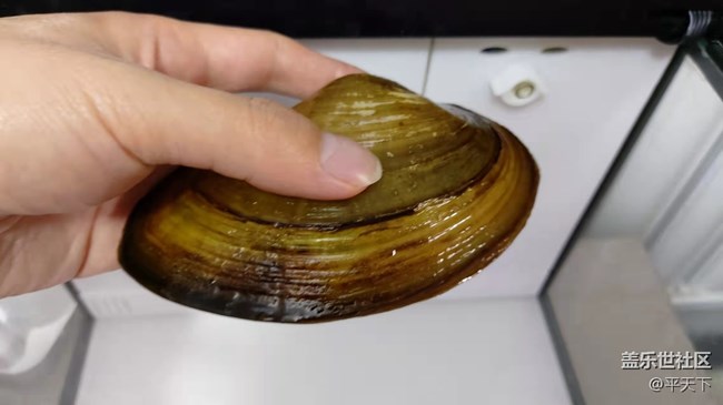 【可愛的它】河蚌靜享安逸舒適的生活