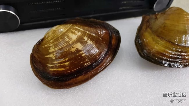 【可愛的它】河蚌靜享安逸舒適的生活