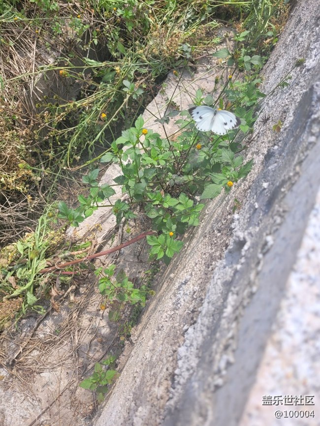 【可愛的它】小蝴蝶