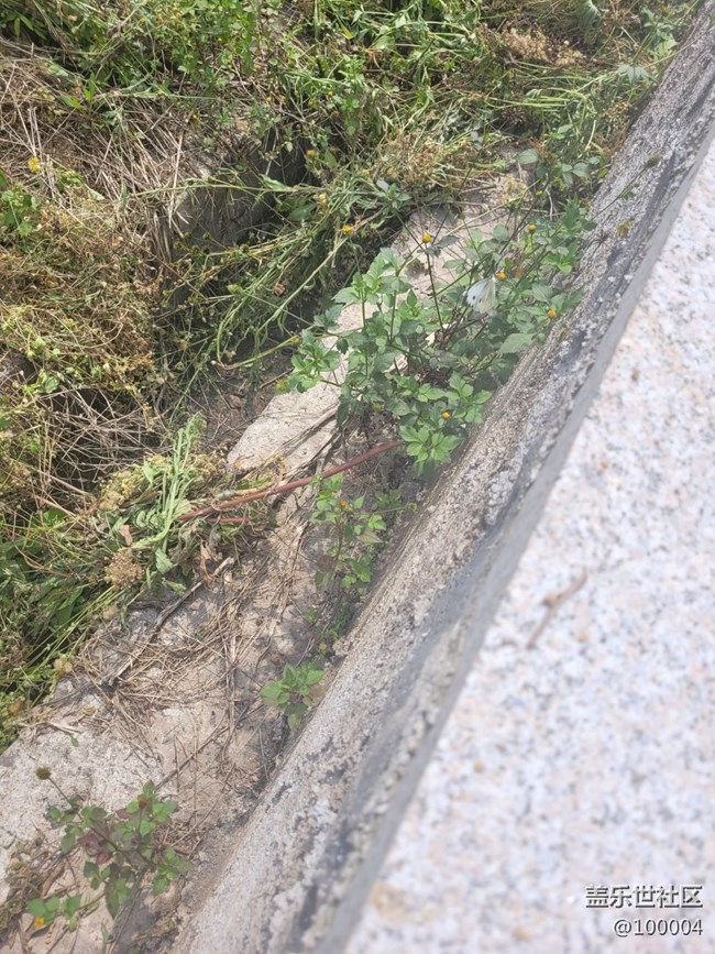 【可愛的它】小蝴蝶