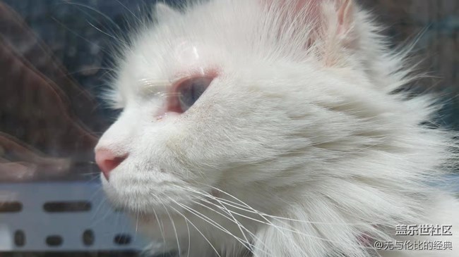 【可愛的它】白如雪的可愛貓咪