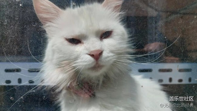 【可愛的它】白如雪的可愛貓咪