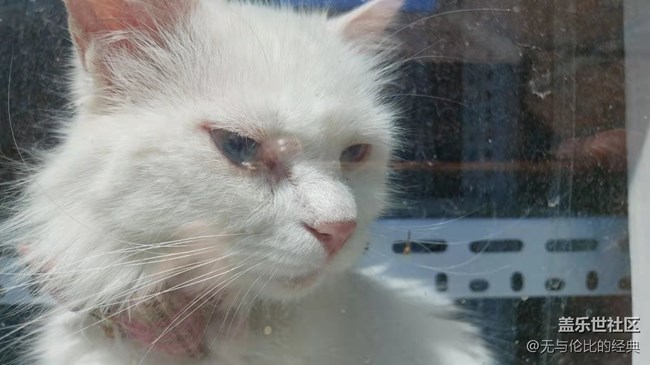 【可愛的它】白如雪的可愛貓咪