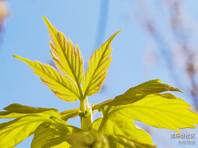 春分時(shí)節(jié)+沒有一樣的樹葉