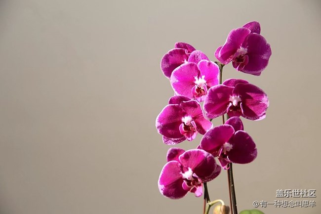 春分時節(jié)+瓶子里的花和葉