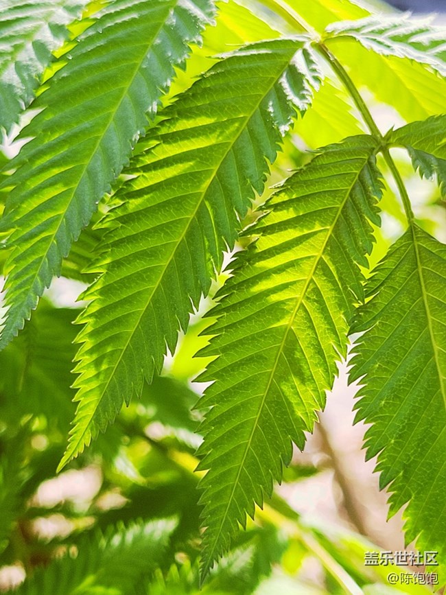春分時(shí)節(jié)+沒有一樣的樹葉