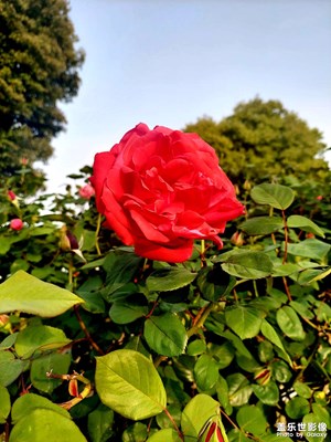 耀眼的紅