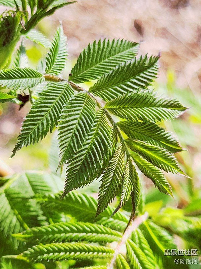 春分時(shí)節(jié)+沒有一樣的樹葉