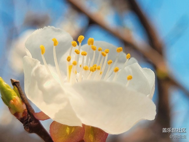 青蔥的春色+春分時(shí)節(jié)桃花開(kāi)開(kāi)