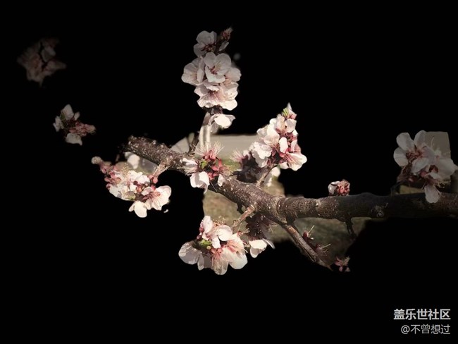 【春分時節(jié)】桃花