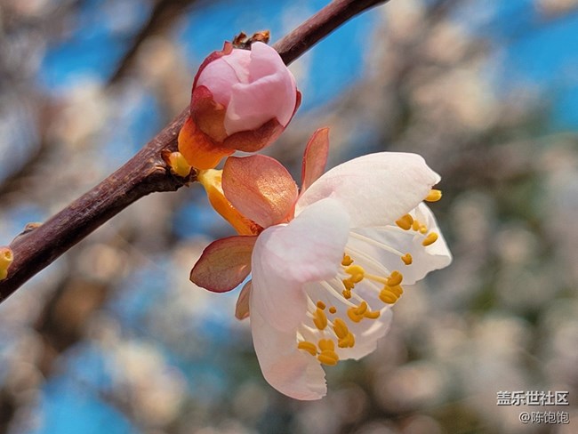 青蔥的春色+春分時(shí)節(jié)桃花開(kāi)開(kāi)