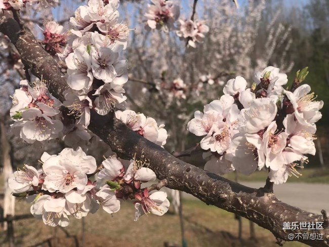【春分時節(jié)】桃花