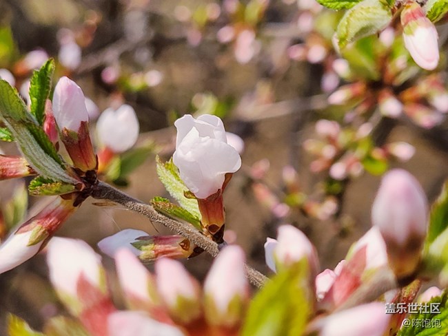 青蔥的春色+春分時(shí)節(jié)桃花開(kāi)開(kāi)