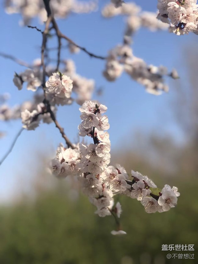 【春分時節(jié)】桃花