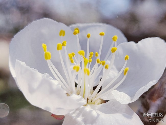 青蔥的春色+春分時(shí)節(jié)桃花開(kāi)開(kāi)