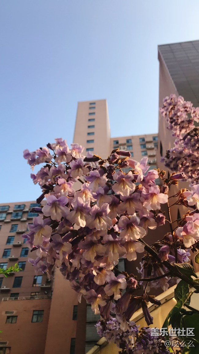 【春分時節(jié)】樓下花花