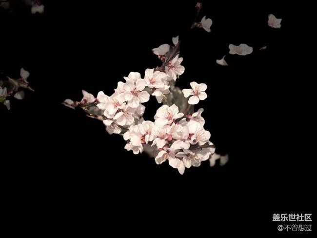 【春分時節(jié)】桃花