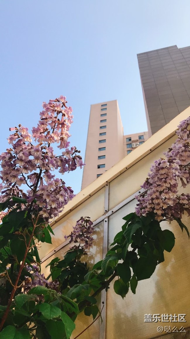 【春分時節(jié)】樓下花花